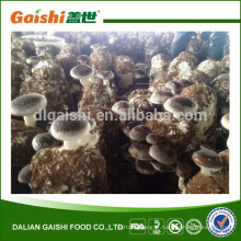 2014 Rendement de champignons shiitake à haut rendement à vendre